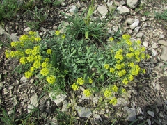 Odontarrhena obovata