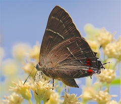 Parrhasius moctezuma