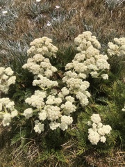 Aciphylla glacialis