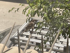 Passer domesticus