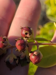 Stegnosperma halimifolium