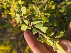 Stegnosperma halimifolium