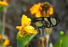 Methona themisto
