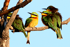 Merops pusillus argutus