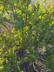 Stegnosperma halimifolium