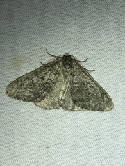 Phigalia denticulata