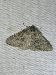 Phigalia denticulata