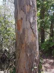 Eucalyptus propinqua