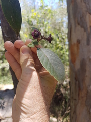 Clerodendrum tomentosum