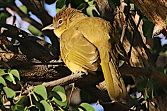 Chlorocichla flaviventris
