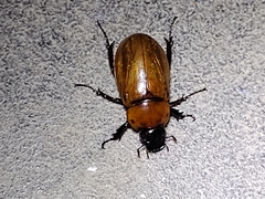 Cyclocephala lunulata