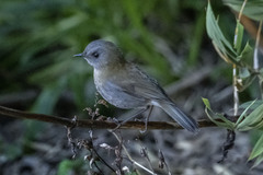 Catharus gracilirostris