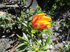 Liparia splendens comantha