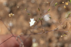 Podolepis capillaris