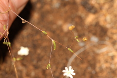 Podolepis capillaris