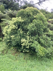 Pittosporum eugenioides