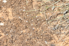 Podolepis capillaris