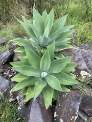 Agave attenuata