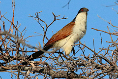 Centropus cupreicaudus