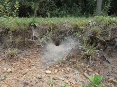 Aglaoctenus lagotis
