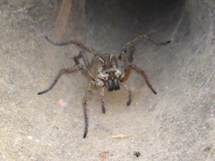 Aglaoctenus lagotis