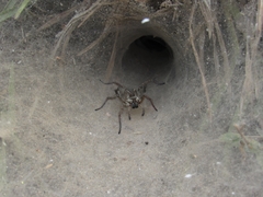 Aglaoctenus lagotis