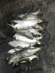 Sardinella lemuru