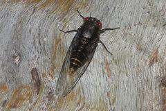 Pauropsalta castanea