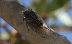 Pauropsalta castanea