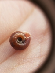 Polygyra