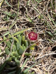 Carpobrotus glaucescens