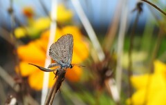 Hemiargus hanno