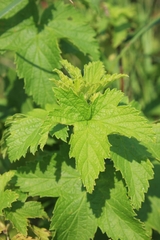 Ribes americanum