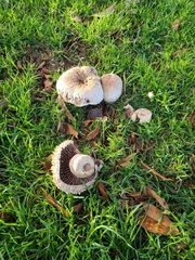 Agaricus campestris