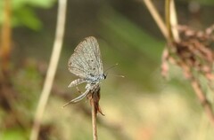 Hemiargus hanno