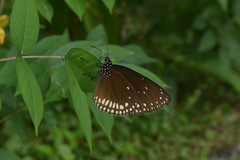 Euploea klugii