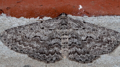 Psilosticha absorpta