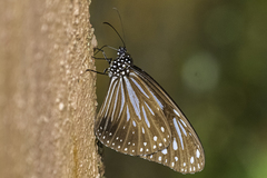 Parantica luzonensis