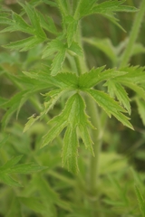 Ranunculus pensylvanicus