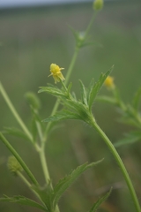 Ranunculus pensylvanicus