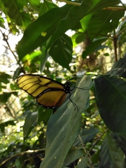 Dircenna kolijkensis