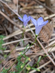 Wahlenbergia stricta stricta