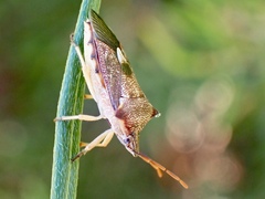 Oechalia schellenbergii