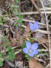 Wahlenbergia stricta stricta