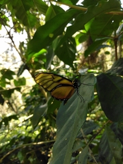 Dircenna kolijkensis