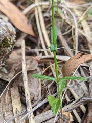 Wahlenbergia stricta stricta