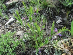 Polygala sibirica