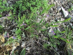 Polygala sibirica