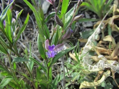 Polygala sibirica