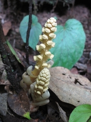 Balanophora latisepala
